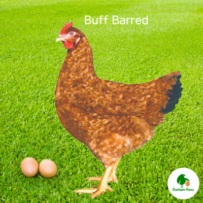 Buff Barred Hen