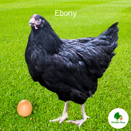 Ebony Hen
