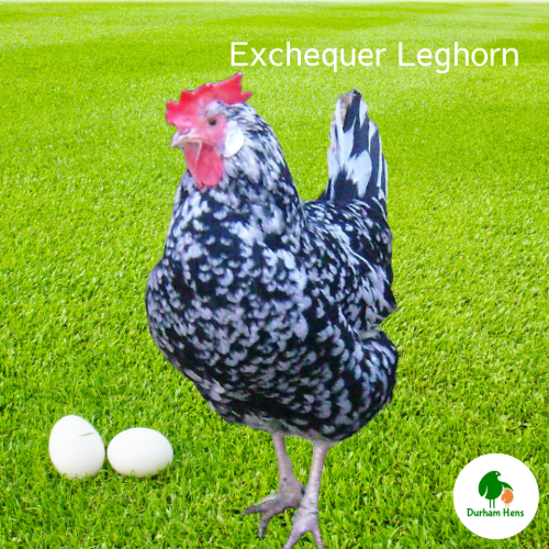 PRE-ORDER FOR WHEN THE RESTRICTIONS END: Exchequer Leghorn Hen