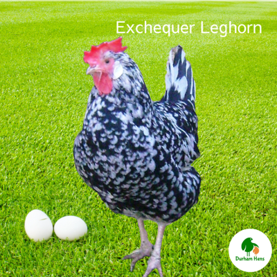 Exchequer Leghorn Hen