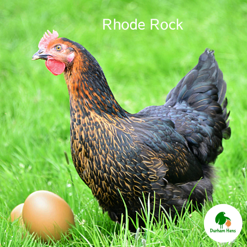 Rhode Rock Hen