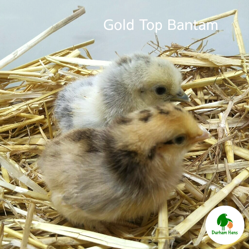 Gold Top Bantam Chick (Female)