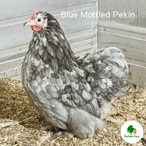 Blue Mottled Pekin Hen