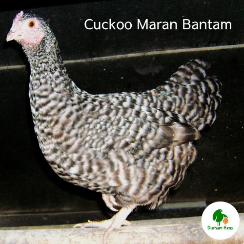BANTAM Cuckoo Maran Hen