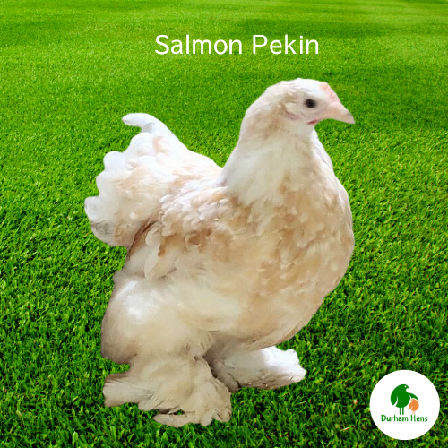 Salmon Pekin Hen