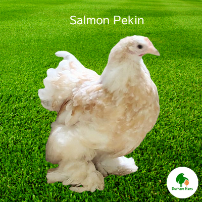 PRE-ORDER FOR WHEN THE RESTRICTIONS END: Salmon Pekin Hen