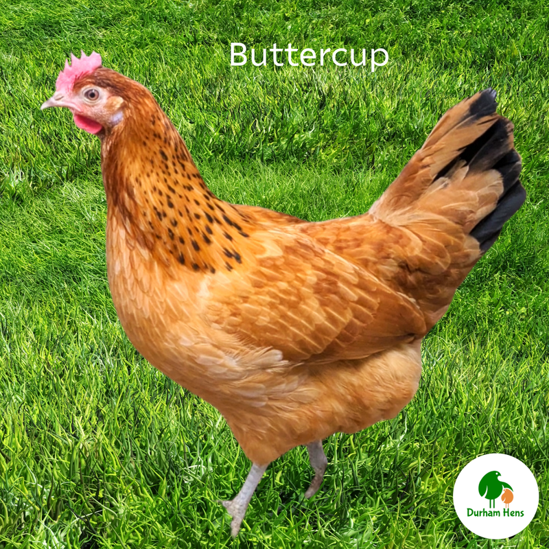 Buttercup Hatching Eggs (Pack of 6)