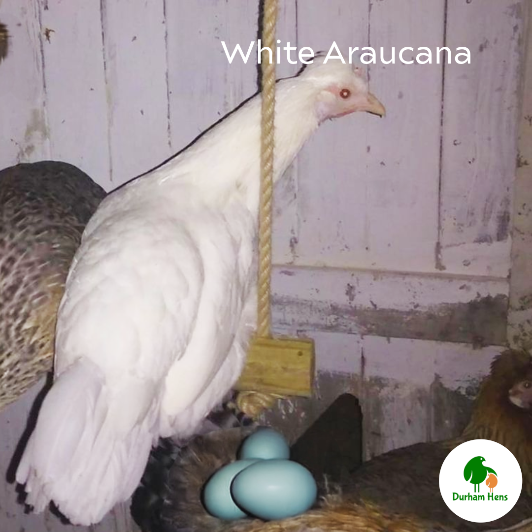 PRE-ORDER FOR WHEN THE RESTRICTIONS END: White Araucana Hen