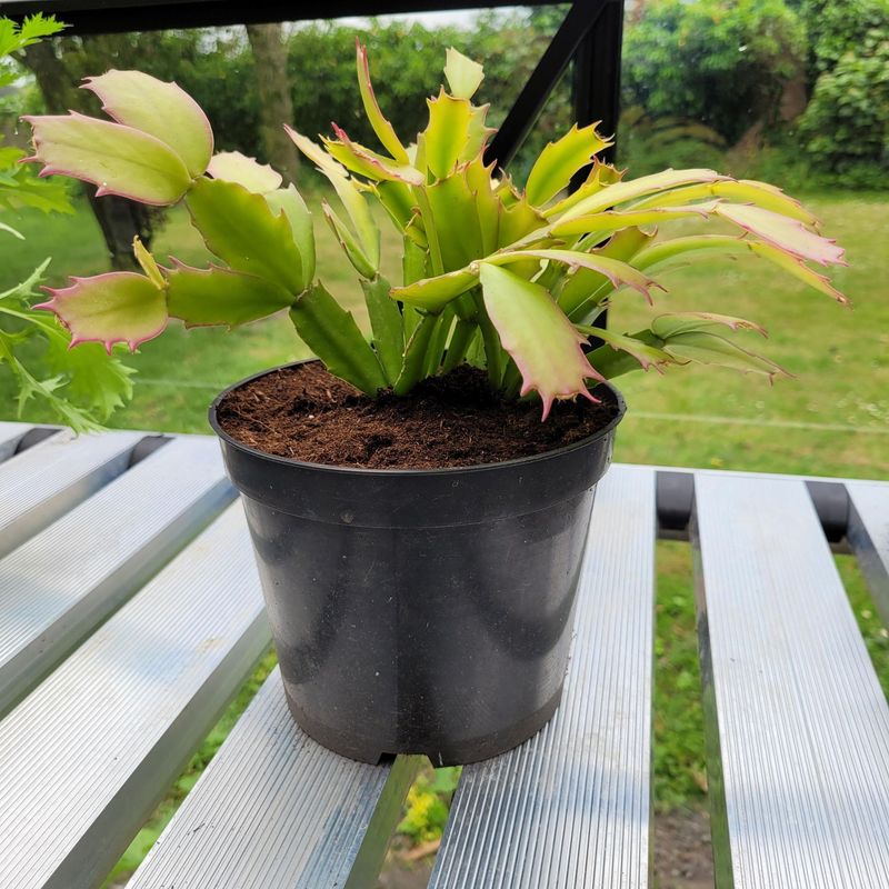 Thanksgiving Cactus (House Plant)
