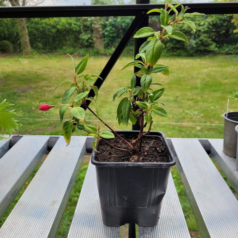 Fuchsia Skyrocket (Hardy Shrub)