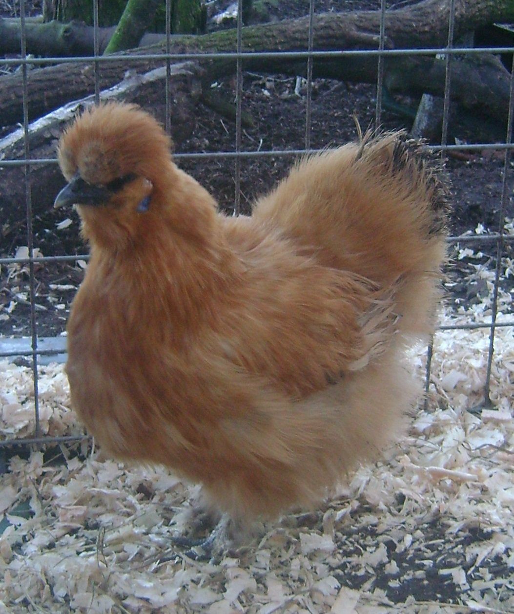 PRE-ORDER FOR WHEN THE RESTRICTIONS END: Gold Silkie Hen