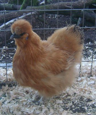 PRE-ORDER FOR WHEN THE RESTRICTIONS END: Gold Silkie Hen