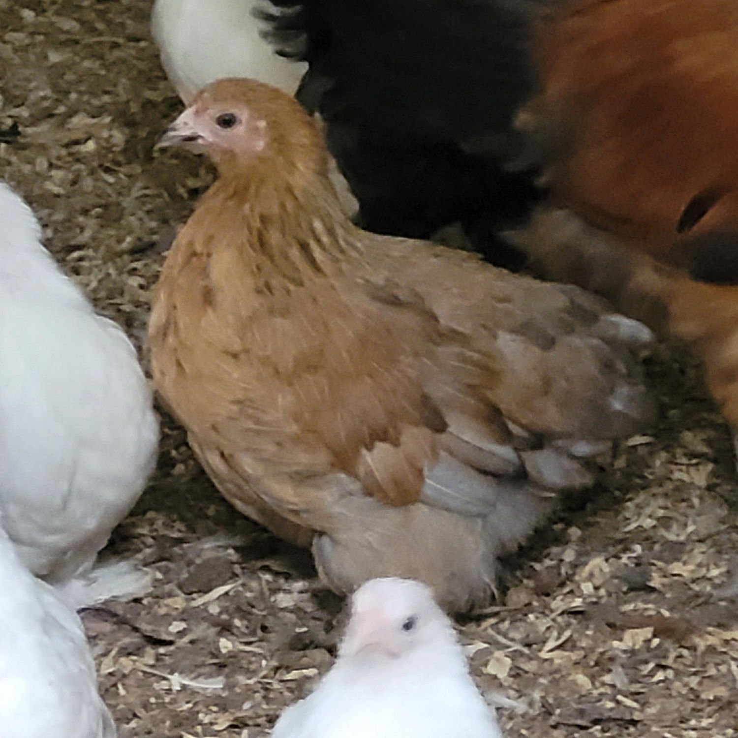 Brown Pekin Hen