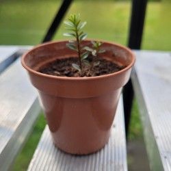 Baby Hebe (Hardy Shrub)