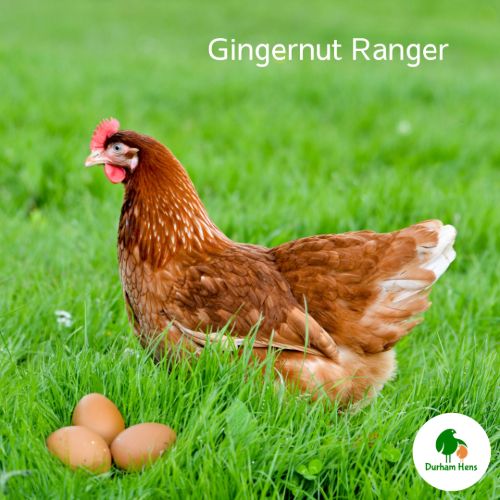 PRE-ORDER FOR WHEN THE RESTRICTIONS END: Gingernut Ranger Hen