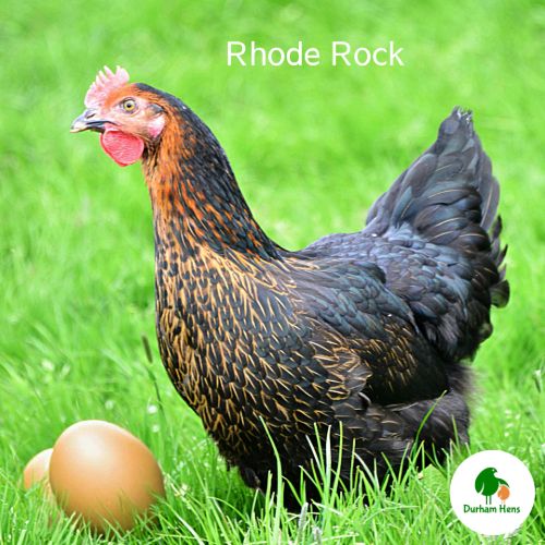 PRE-ORDER FOR WHEN THE RESTRICTIONS END:  Rhode Rock Hen