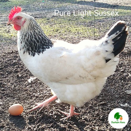 PRE-ORDER FOR WHEN THE RESTRICTIONS END: Light Sussex PURE Breed Hen