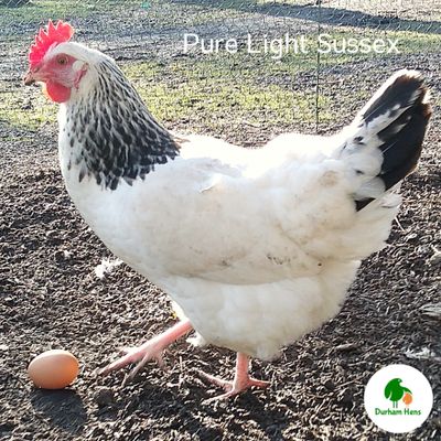 PRE-ORDER FOR WHEN THE RESTRICTIONS END: Light Sussex PURE Breed Hen