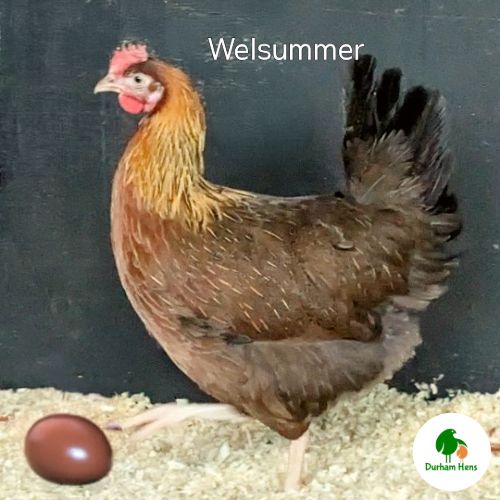 PRE-ORDER FOR WHEN THE RESTRICTIONS END: Welsummer Hen