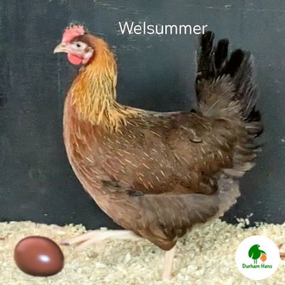 PRE-ORDER FOR WHEN THE RESTRICTIONS END: Welsummer Hen