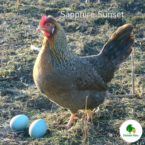 PRE-ORDER FOR WHEN THE RESTRICTIONS END: Sapphire Sunset Hen