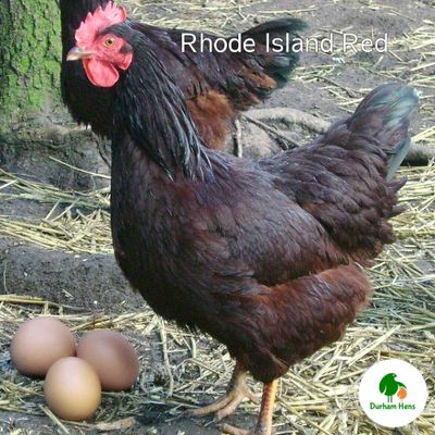 PRE-ORDER FOR WHEN THE RESTRICTIONS END: Rhode Island Red Hen