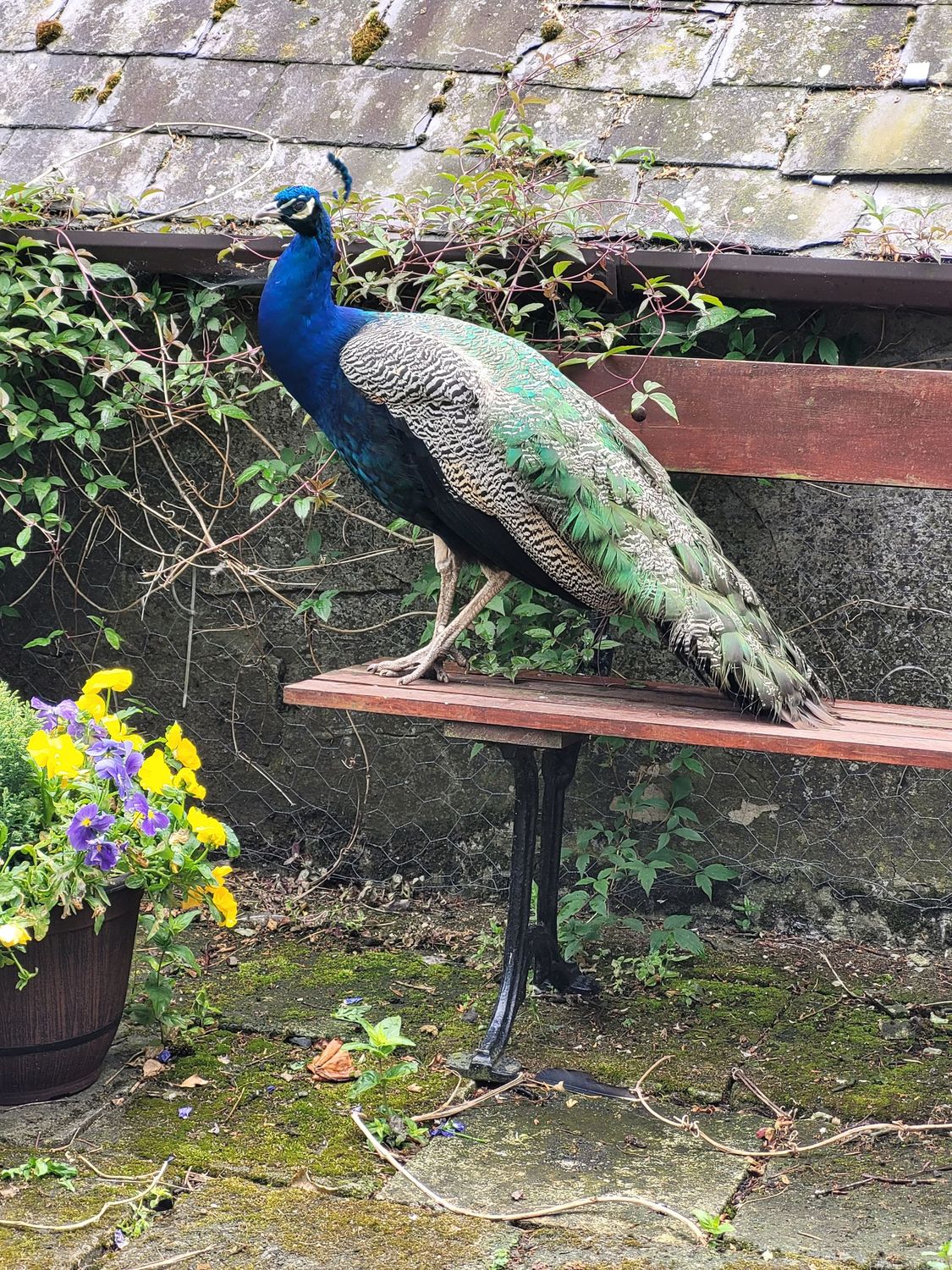 Pair of  Indian Blue Peafowl