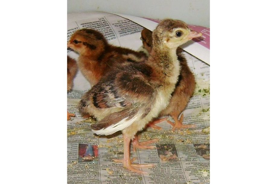 Indian Blue Peachick