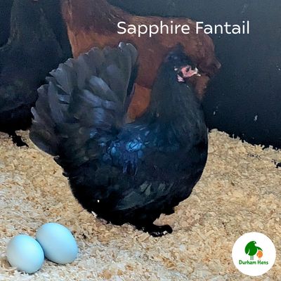 BANTAM Sapphire Fantail