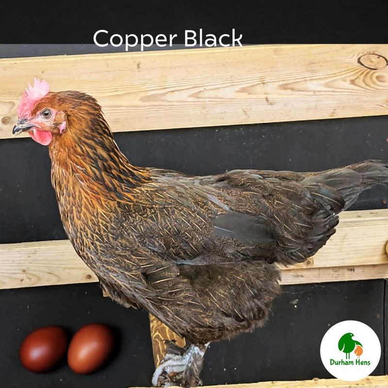 Copper Black Hen