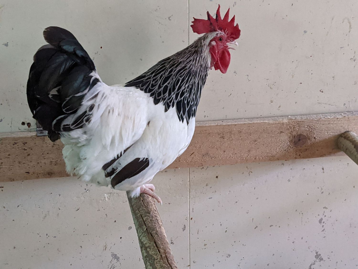 BANTAM Light Sussex Cockerel