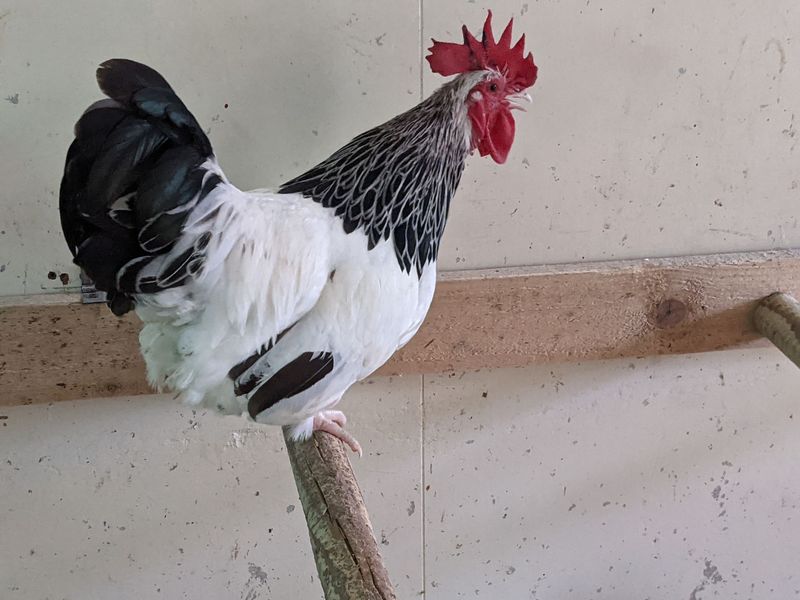 BANTAM Light Sussex Cockerel
