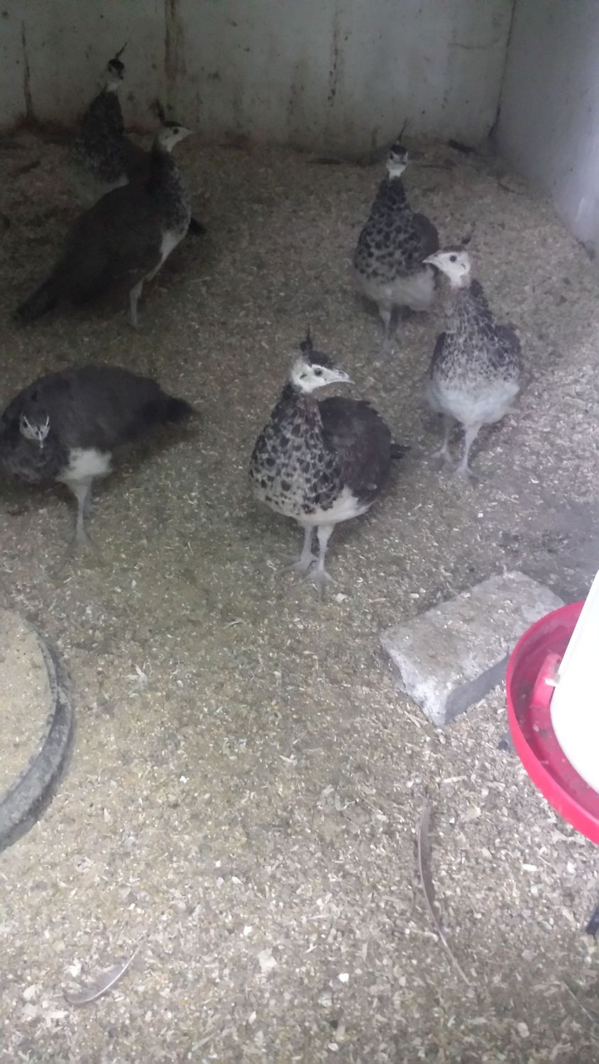 Pair of Indian Blue Peachicks (male and female)