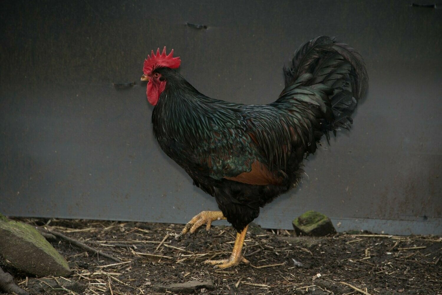 Barnevelder Cockerel