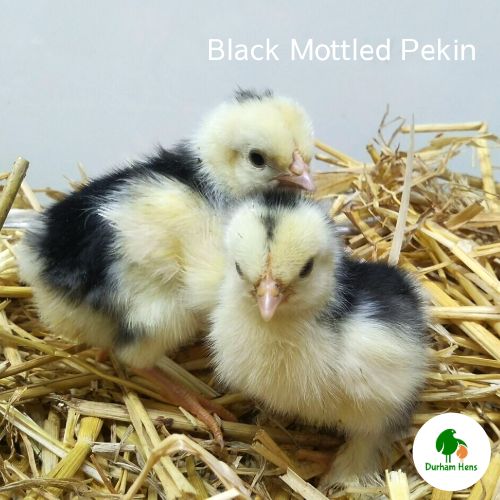 Black Mottled Pekin Chick (Unsexed)