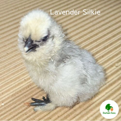 Blue Silkie Chick (Unsexed)