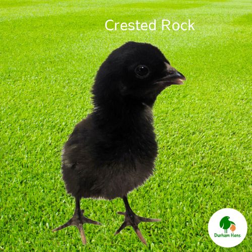 Crested Rock Chick (Unsexed)