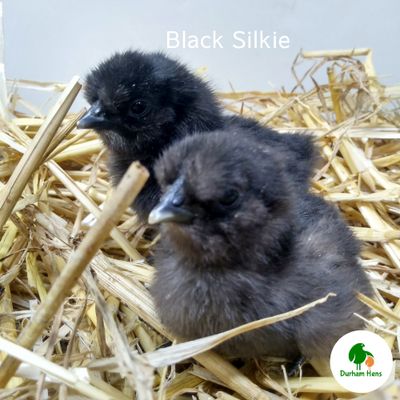 Black Silkie Chick (Unsexed)