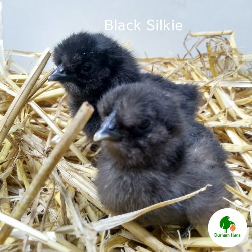 Black Silkie Chick (Unsexed)
