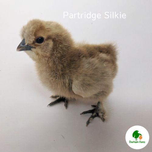 Partridge Silkie Chick (Unsexed)