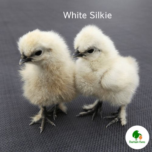 White Silkie Chick (Unsexed)