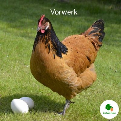 Vorwerk Hen