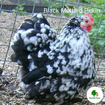 Black Mottled Pekin Hen