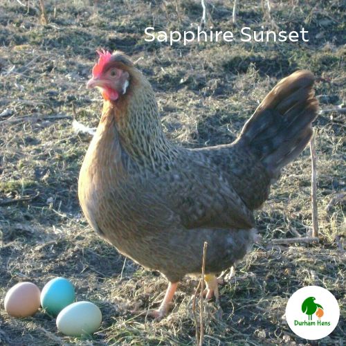 Sapphire Sunset Hen