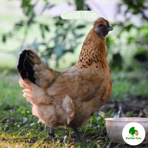 BANTAM Gold Top Hen
