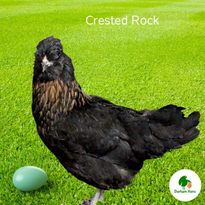 Crested Rock Hen