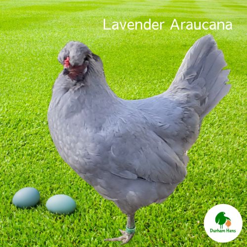 Lavender Araucana Hen