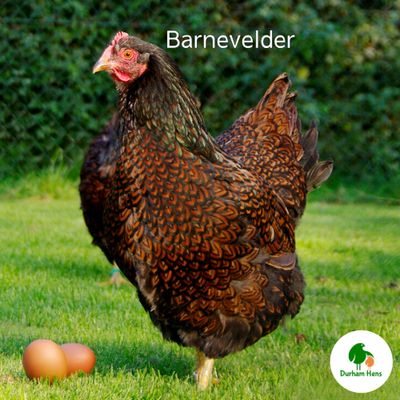Barnevelder Hen