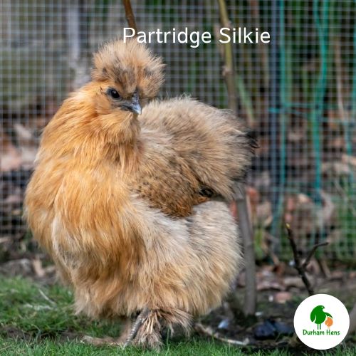 Partridge Silkie Hen