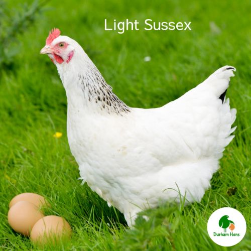 Light Sussex Hen